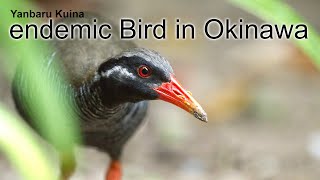 Kuina Everywhere! Birding in Yanbaru National Forest… Again - OkiPixelFinders