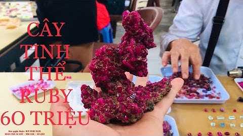 CHIÊM NGƯỠNG CÂY TINH THỂ  MẮT RUBY TẠI CHỢ ĐÁ QUÝ LỤC YÊN 60 TRIỆU | BẢN SẮC TÂY BẮC