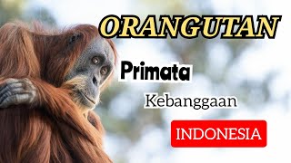 Orang Utan Primata Yang DNA 97% Mirip Manusia Kini Hampir Punah⁉