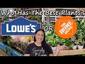 Which Store Has the Best Plants Home Depot or Lowe's?