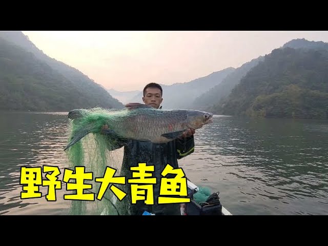 95后渔民夫妻打鱼为生 捕获巨物野生大青鱼 鱼获卖了1000多块 渔民阿欢 Youtube