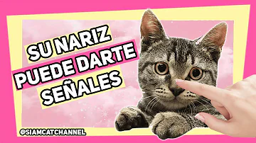 ¿Por qué los gatos te ponen la nariz encima?