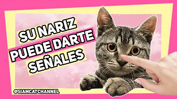 ¿Está bien tocarle la nariz a un gato?