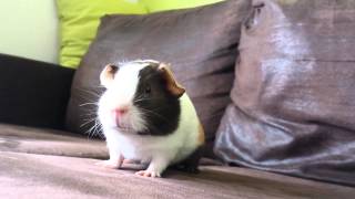 Very excited guinea pig HD