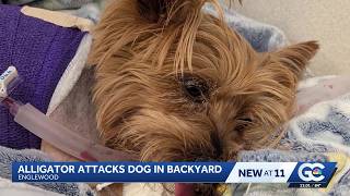 Yorkie survives alligator attack in Englewood, faces long recovery
