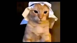 Video thumbnail of "Arabian cat Remix"