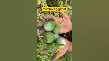 Growing eggplant like this.#shorts #shortfeed