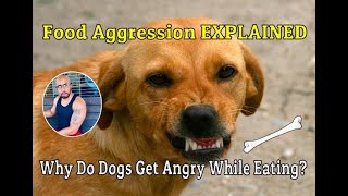Why Does My Dog Snap At Me When Eating? Food Aggression Explained
