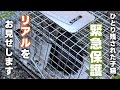 【緊急保護】3匹のうち、ひとりだけ保護できなかった子猫を保護しに行きました