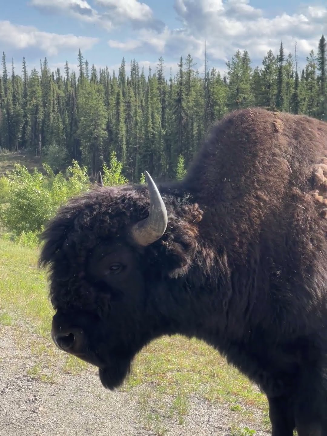 Bison Getting Close and Personal || ViralHog