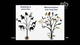 Micro Evolution Does Not Lead to Macro Evolution