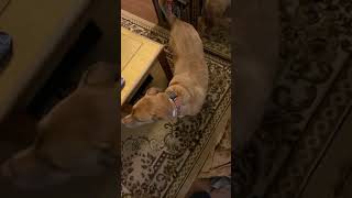 My Plant Babies Had To Be Moved Insidefor A Minute