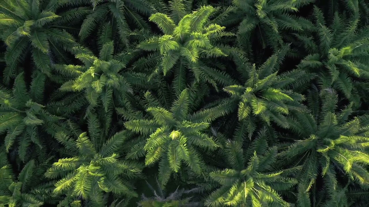 The Amazon Rainforest | Background Sound for RPG | Tabletop Role Playing Game Ambience | Tropical