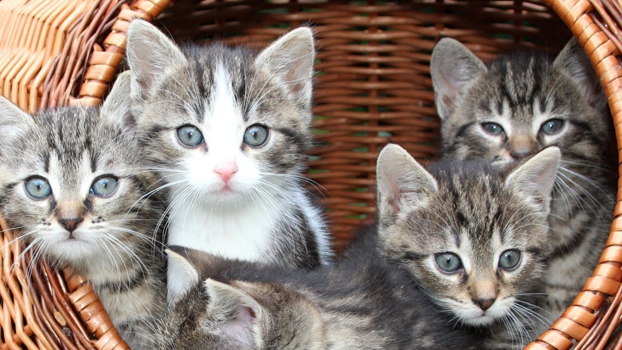 Un vaccin contre l'allergie aux chats / Le nombre de rhinocéros augmente en Afrique