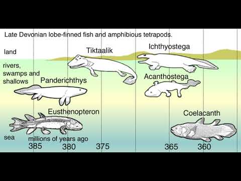 Evolution Of Tetrapods Wikipedia Audio Article Youtube 