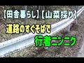 【田舎暮らし】【山菜採り】道路のすぐ傍で　行者ニンニク採り
