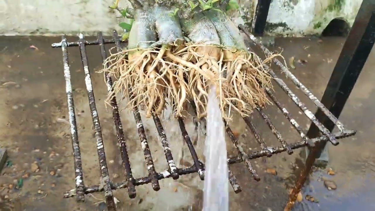 How to identify if plants need repot | कैसे जाने प्लांट को रिपोट की जरूरत है 