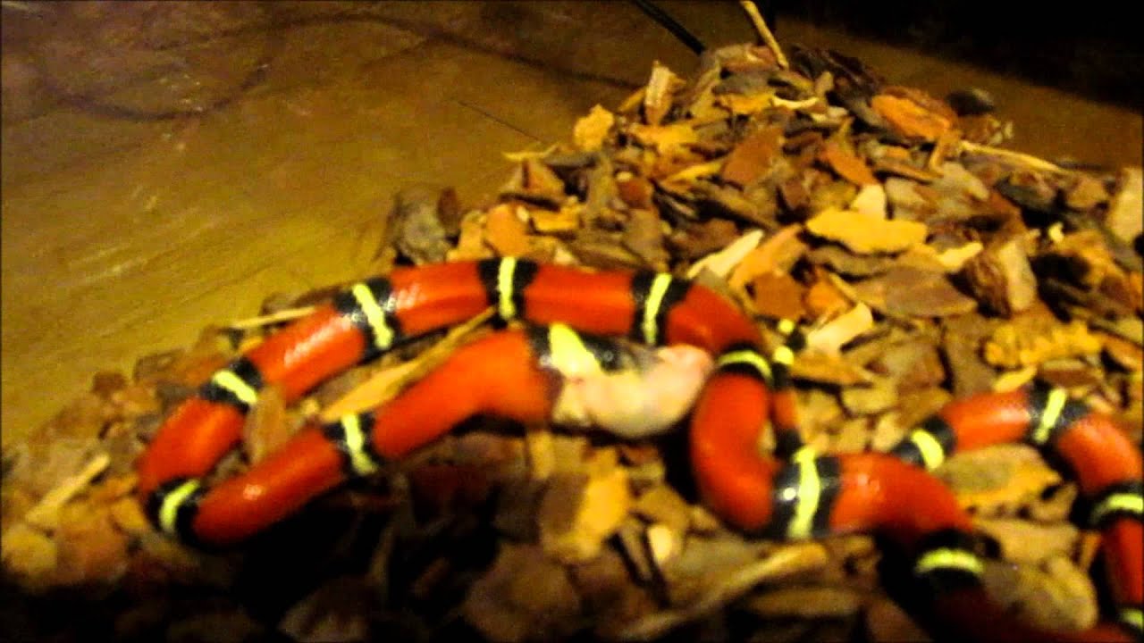 King snake Boxxy eating mouse pinky YouTube