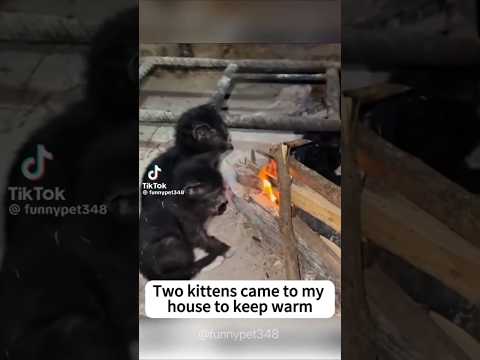 LMAO 🤣 🤣 🤣 #viral #trending #viralvideos #explorepage #explore #viralpost #foryou #reels