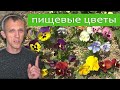 Пищевые цветы - герань, виола и бегония. Освещение, полив и особенности выращивания