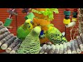 Budgies party sounds for lonely birds | Play this video on loop while away | Video for cats to watch