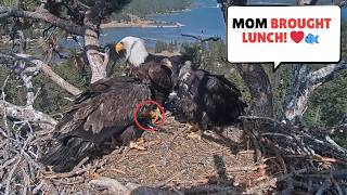 Jackie Brings Lunch Home! Sandy &amp; Luna Can't Wait to Eat 🦅❤️