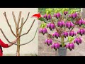 Unique Techniques Grafting Mango Tree Using Rose and Onion Growing Faster And Has Many Fruit