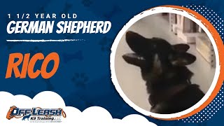 Rico, 1.5 year old German Shepherd | Off Leash Obedience | E Collar Training