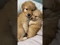Viral Cutest Fluffy Puppies Compilation | The Most Adorable Puppy Moments Ever 🐕