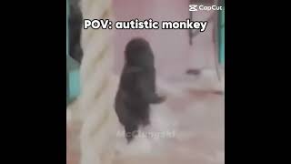 POV: autistic monkey
