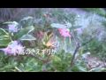 沈丁花の花咲く頃.  岩下晋