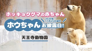 ホッキョクグマの赤ちゃん ホウちゃん お披露目 天王寺動物園 Youtube
