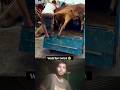 😱🐂 Pagla guro 🙆😂🐂 #trending #shorts #youtubeshorts #viral #video #ytshorts