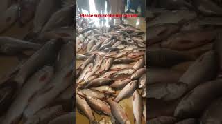lot of fish celling | fishing videos #shorts