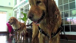 Golden Bond Rescue Vintage Dinner Presentation Video - 2011