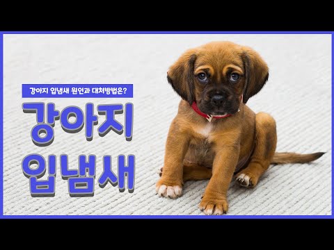 강아지 입냄새 원인 및 제거방법