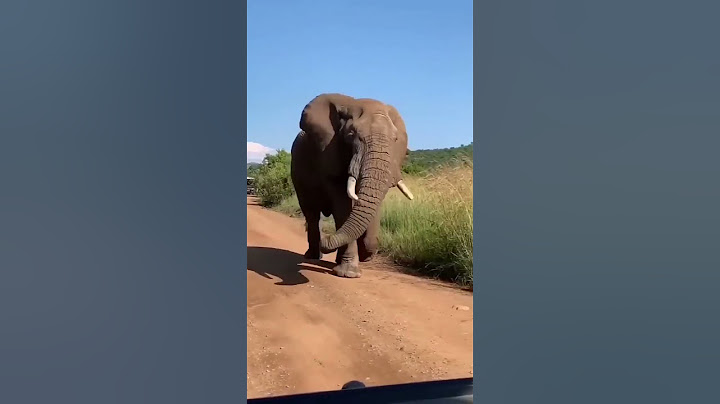 Elephant 🐘 short #video #shorts #funny #funnyanimal #elephant #animals #animalllover#youtubeshorts