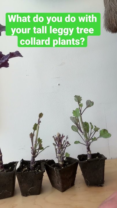 what-do-you-do-with-your-leggy-tree-collards-collardgreens