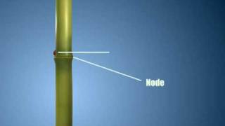 Vegetative Propagation Sugarcane
