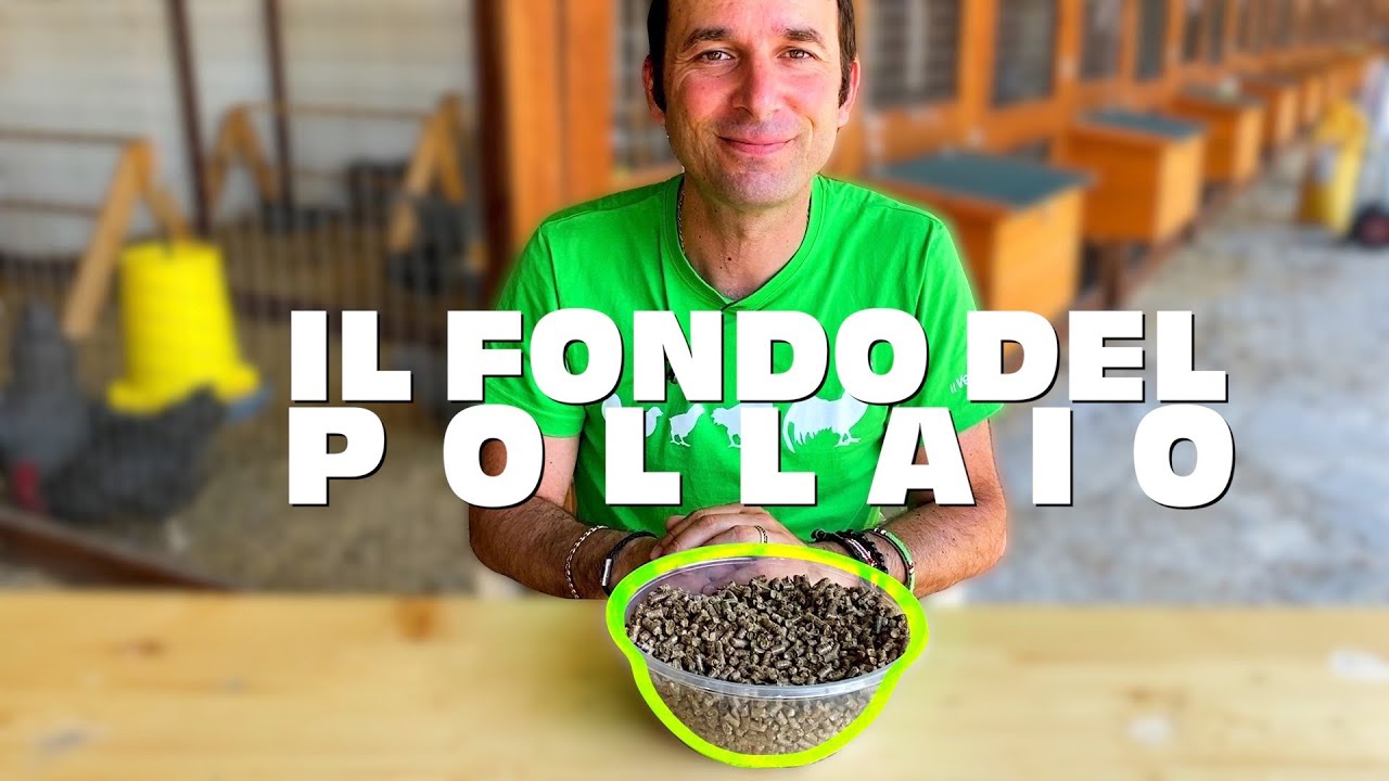 CHE FONDO USARE PER IL POLLAIO: con truciolo o con sabbia?