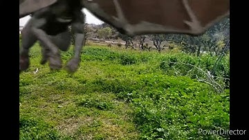 Fx Guru .Amazing video Effects 2020