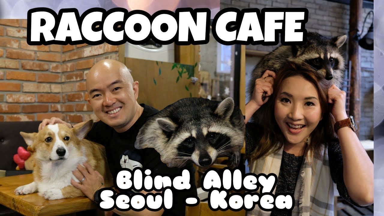Play with Raccoons & Corgi at Blind Alley Cafe, Seoul Korea - Vlog