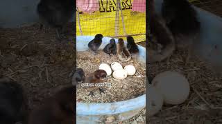 अंडो से बच्चे बाहर निकल आए हैं। shorts agriculture farming kisan poultry