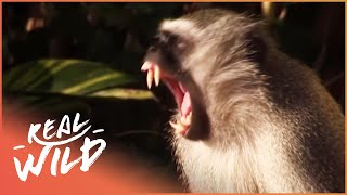 Incredible Alpha Vervet Monkey Shows It's Dominance | Real Wild