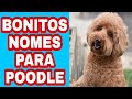 35 NOMES PARA CACHORROS POODLE MACHO