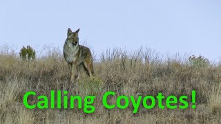 Coyote Hunting Oct. '22 in 4K!