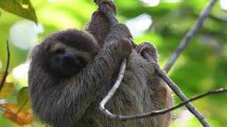 Sloth in Costa Rica