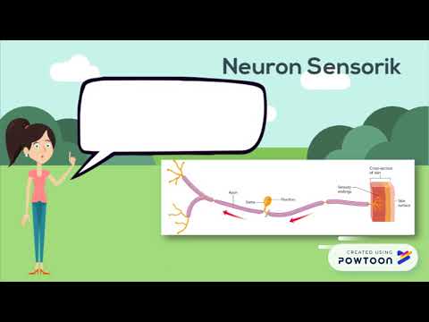 Video: Perbedaan Antara Sel Glial Dan Neuron