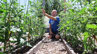 7 CRITICAL Summer Garden Actions You Need to Take Today