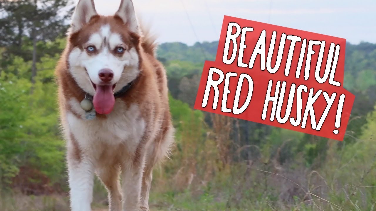 red husky cost